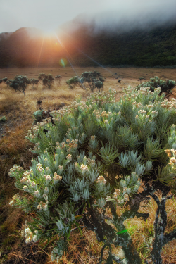 expressions-of-nature:  Javanese Edelweiss