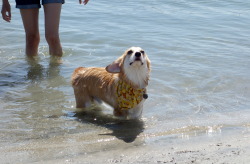 omelettethecorgi:  He’s so proud that he swam all by himself for the first time. 