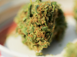 A-High-Ass-Ginger:  A Little Nug Of Blue Satellite. Stay High Stoners. :)  I Follow
