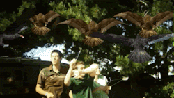 lychgate:  its sad because it looks like some dumb gif edited for some shits and giggles for the internet but its actualy footage from the movie  i love birdemic