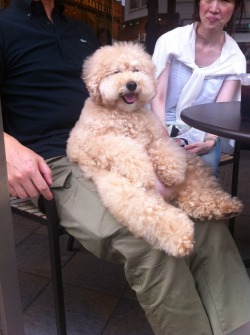 toastoat:  please look at this dog that was sitting at starbucks 