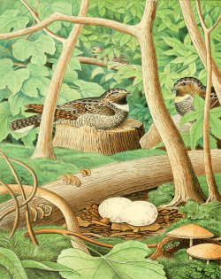 nemfrog:  Whippoorwill. Nests and eggs of birds of the United States. 1882. 