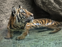 sdzoo:  Cooling Off 