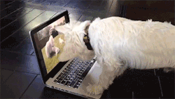 sunalwaysshining:  train-eat-smile-eatsomemore:  sizvideos:  Westie trying to find the puppies trapped inside the computer…Video  sunalwaysshining  awWwWwwwWw