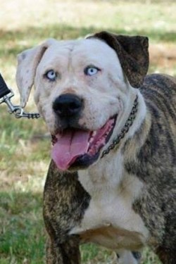 buzzfeed:  This dog looks exactly like John Travolta. (FYI: he’s up for adoption! The dog, not Travolta.)
