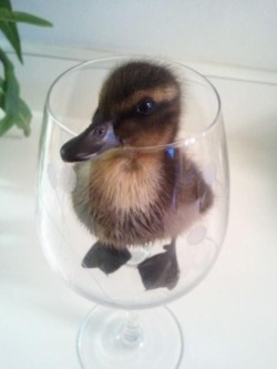 ermerlier:  catsbeaversandducks:  Don’t Be Sad, Look At These Baby Ducks If you didn’t already know, baby ducks are pretty much precious little nuggets of joy. They have been clinically proven to cure depression and disease and all other problems