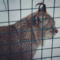 #Lynx / #Izhevsk #Zoo #Animals  January 4, 2014  #Рысь #Кошки #Киски