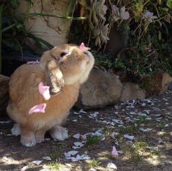 omgbunnyrabbits:  Pretty bunny playing with