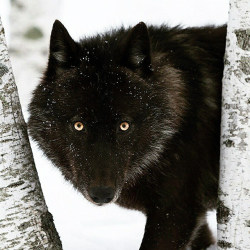 a77wolves:  . A Black Timber Wolf. Photography by ©( Conrad Tan).  Black Timber Wolf photographed in Northern Minnesota. #blackWolf #Minnesota by natgeowildhd on Flickr.