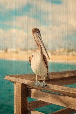 cardelucci:  Newport Pelican | Photo on Bamboo