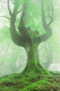 expressions-of-nature:  twisted trees in