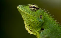 earthlynation:  (via 500px / green lizard by Dhanushka Lakmal)