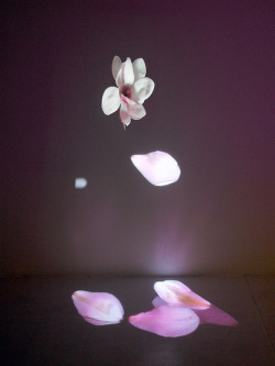 novr:  Courtney EganSoft Spots (Japanese Magnolia)2008Standard definition video projection, looping (Ed. of 10) 