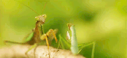 iamthegarebear:witchbat: nerd  Look how dramatically the other mantis falls. 