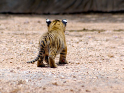 kittehkats:   Tiger Kitten by ~Jinx-Pantax-Kun