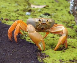amnhnyc:  Though it’s only 2.8-4.3 inches wide, the terrestrial crab Johngarthia lagostoma is the largest native land animal on Ascension Island, one of four islands in the South Atlantic where it’s found. Since these crustaceans cannot swim, the