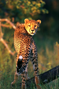 earthlynation:  Cheetah by Catman-Suha