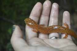 Noworseforwear:  Salamanders In The Upper Chattahoochee, Ga!!! Spring Salamander