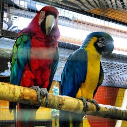 #Parrots / #Izhevsk #Zoo #Animals  January