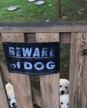boredpanda:    Beware Of Dog: They Will Lick adult photos