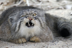 boredpanda:  The Manul Cat Is The Most Expressive Cat In The World  