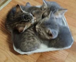eatsleepblazerepeat:  hxrdcre:  jevvitch:  awwww-cute:  My cats kittens have found a new cozy bed.. In a cup holder  NO  YES  AHHH 