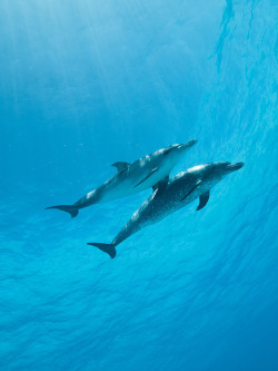 thelovelyseas:  Atlantic Spotted Dolphins by Altsaint