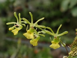 orchid-a-day:  Platyrhiza quadricolorSyn.: Platyrhiza juergensiiJuly 12, 2017 