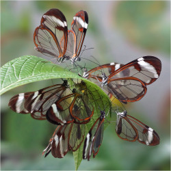 outdoormagic:  Reunion Glasswing Butterflies by Foto Martien 