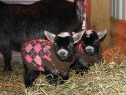 BABY GOATS!