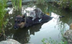 awwww-cute:  Dog rescuing a cat from a flood in Bosnia 