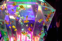 fleur-de-fleurs: アートアクアリウム@日本橋。  Art aquarium in Tokyo, 2016.   I love goldies!