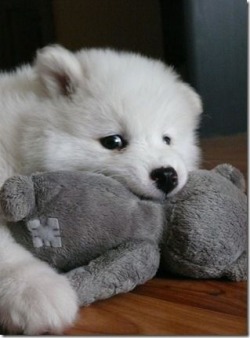 makochantachibanana:  restlesslyaspiring:  cuteness-daily:  This is yet another Samoyed Appreciation Post. Because why not? They are just the cutest litte balls of floof! I want 5000 of them!   FLUFFS  FLOOF FLOOF 