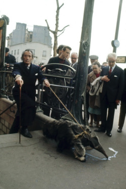 historicaltimes:  Salvador Dalí walking his pet anteater in Paris, 1969 via reddit   I want a pet anteater! 