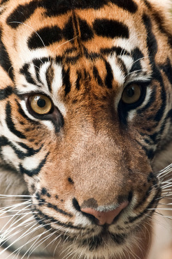 0ce4n-g0d:Indah, Is There Any Female Tiger Finer? | Harimau Kayu (AKA Sumatra-Tiger)