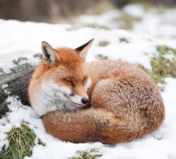 beautiful-wildlife:  Resting by asbimages.co.uk