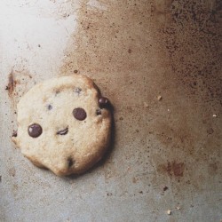 iamnotover:  emtothethird:  I ACCIDENTALLY MADE THE CUTEST COOKIE IN THE WHOLE WORLD YESTERDAY. #vegan #cookie #chocolatechip  Sweet jesus this is adorable