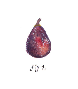 nybg:  alicelivingstoneillustration:  fig