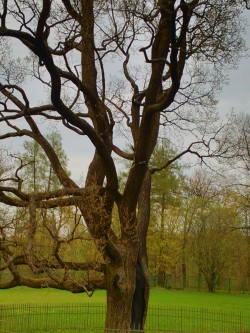 Old oak. Gatchina palace park, Russia