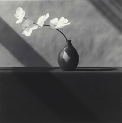 nobrashfestivity: Robert Mapplethorpe, White Long Stem Orchid, 1982 more 