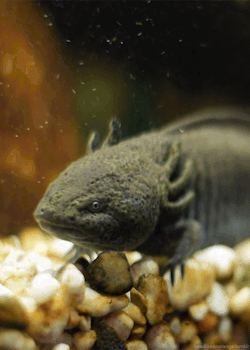 headlikeanorange:  Axolotl 