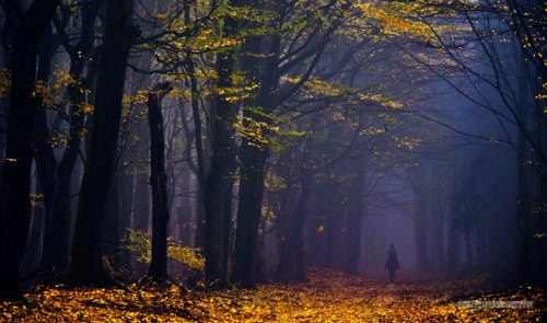 mymodernmet:  Capturing the Hauntingly Beautiful Atmosphere of the Dutch Woodlands 