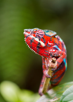 slither-and-scales:  Panther Chameleon by Michael H 