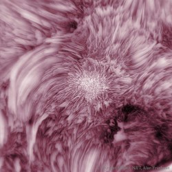 Fibrils Flower on the Sun #nasa #apod #sun #sol #rose #plasma #fibrils #solarsystem #science #space #astronomy