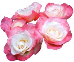 transparent-flowers:  Gemini Hybrid Tea Rosa. 