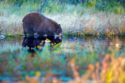fuck-yeah-bears:  Water Break by Buck Shreck