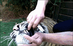 sparkingtimepiece:  petermorwood:  4gifs:  Tiger gets a bad baby tooth removed  When a tiger’s first response to having a tooth yanked is not a roar, snarl or swipe with claws, but a test nibble to check that its mouth works as well as it suddenly feels,
