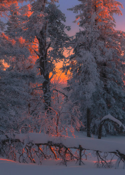 gyclli:    Sonorous notes of winter by Marat Akhmetvaleev on 500px.com   