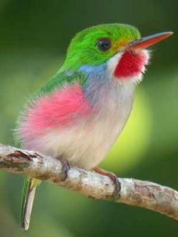 Tiny treasure (the Bee Hummingbird of Cuba is the world’s smallest, at 5cm in length and 2g in weight)