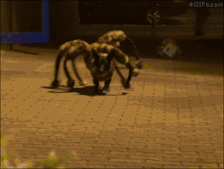 batcave-69:  4gifs:  Spiderdog prank. [video]  THIS IS HORRIFYING 